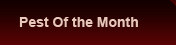 Pest of the month